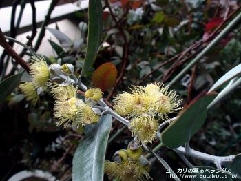 ウッドワーディ (Eucalyptus woodwardii)