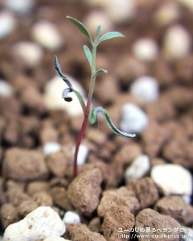 マクロカルパ (Eucalyptus macrocarpa ssp. macrocarpa)