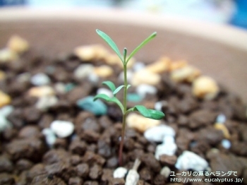 マクロカルパ (Eucalyptus macrocarpa ssp. macrocarpa)