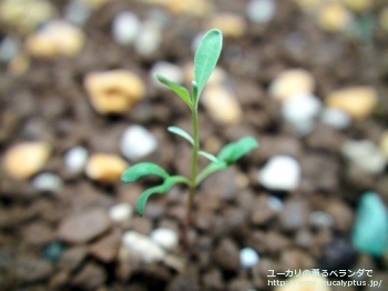 マクロカルパ (Eucalyptus macrocarpa ssp. macrocarpa)