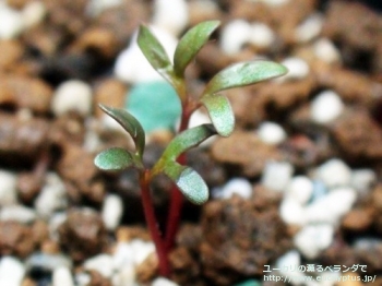 マクロカルパ・エラチャンサ (Eucalyptus macrocarpa ssp. elachantha)