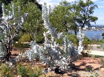 マクロカルパ (Eucalyptus macrocarpa ssp. macrocarpa)