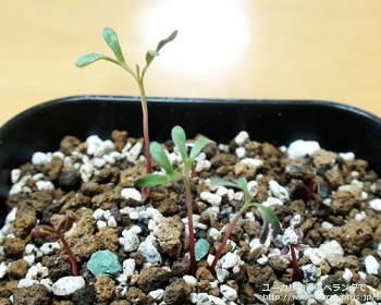 マクロカルパ (Eucalyptus macrocarpa ssp. macrocarpa)