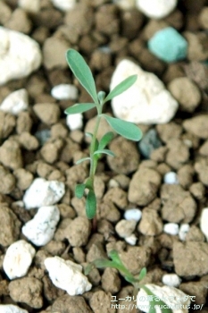 マクロカルパ (Eucalyptus macrocarpa ssp. macrocarpa)