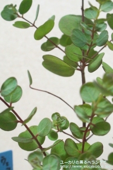 fancyboxウェブステリアナ(Eucalyptus websteriana)の画像2