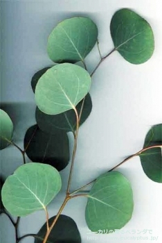 ポリアンセモス (Eucalyptus polyanthemos ssp. polyanthemos)