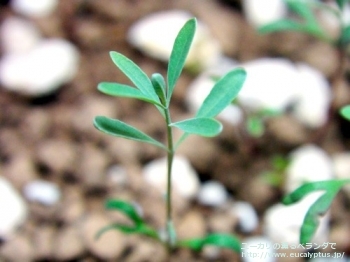 マクロカルパ (Eucalyptus macrocarpa ssp. macrocarpa)