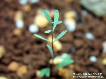 マクロカルパ・エラチャンサ (Eucalyptus macrocarpa ssp. elachantha)