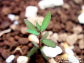 メラノフロイア (Eucalyptus melanophloia)