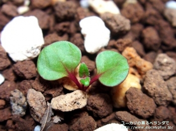 プレウロカルパ (Eucalyptus pleurocarpa)