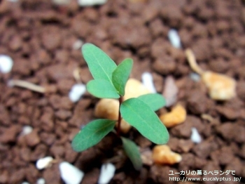 プルイノサ (Eucalyptus pruinosa)