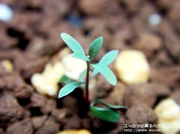 ロダンサ (Eucalyptus rhodantha)