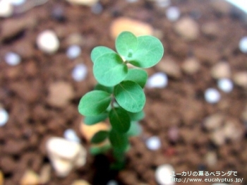 ベイビーブルー (Eucalyptus pulverulenta 'Babyblue')