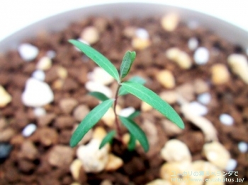 ルビダ (Eucalyptus rubida)