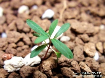 アーニゲラ (Eucalyptus urnigera)