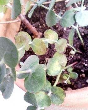 シルバーダラー(銀丸葉) (Eucalyptus cinerea 'Silver Doller')