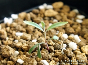 マクロカルパ (Eucalyptus macrocarpa ssp. macrocarpa)