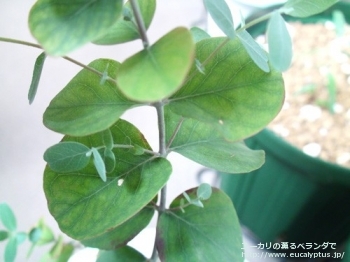 ゴニオカリックス (Eucalyptus goniocalyx)