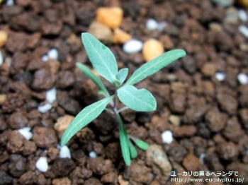 クルキス (Eucalyptus crucis)