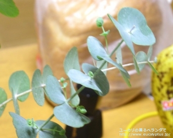 fancyboxシルバーダラー(銀丸葉)(Eucalyptus cinerea 'Silver Doller')の画像1