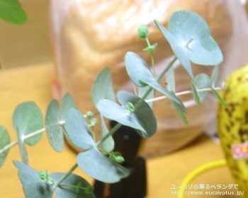 シルバーダラー(銀丸葉) (Eucalyptus cinerea 'Silver Doller')