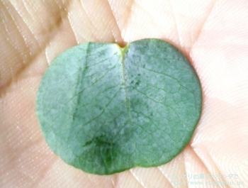 fancyboxシルバーダラー(銀丸葉)(Eucalyptus cinerea 'Silver Doller')の画像2