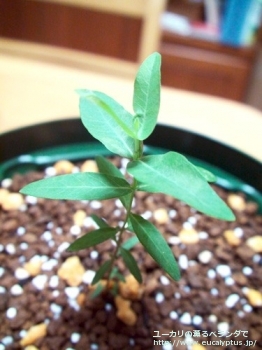 ニテンス (Eucalyptus nitens)