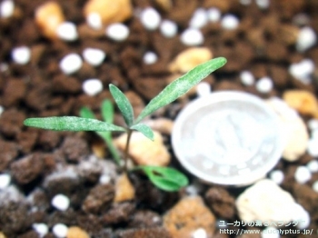 カエシア・マグナ (Eucalyptus caesia ssp. magna)