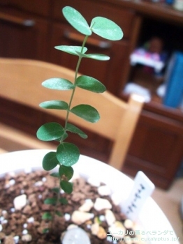 ベイビーブルー (Eucalyptus pulverulenta 'Babyblue')