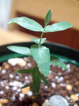 ニテンス (Eucalyptus nitens)