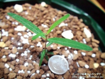 ラディアータ (Eucalyptus radiata ssp. radiata)