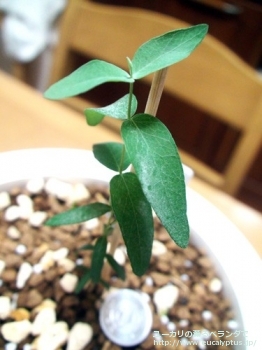 ルビダ (Eucalyptus rubida)