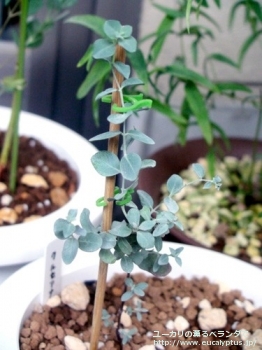 クルセアナ (Eucalyptus kruseana)