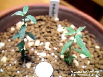 アーニゲラ (Eucalyptus urnigera)