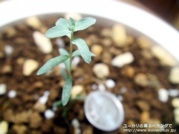 アルビダ (Eucalyptus albida)