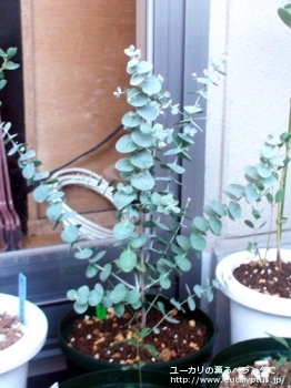 クルセアナ (Eucalyptus kruseana)