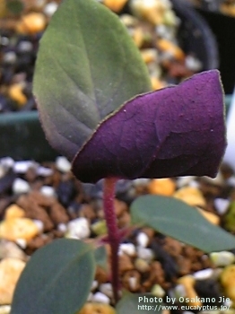 Eucalyptus coccifera