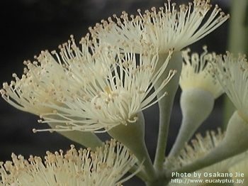 Eucalyptus staigeriana