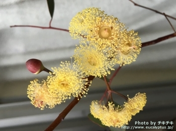 Eucalyptus websteriana