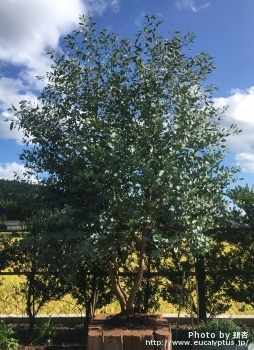 Eucalyptus gunnii ssp. gunnii