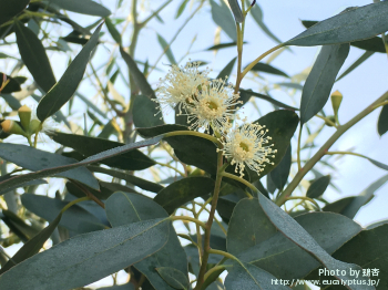 Eucalyptus gunnii ssp. gunnii