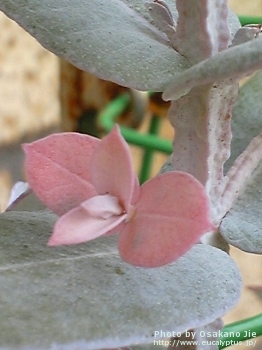 Eucalyptus globulus ssp. globulus