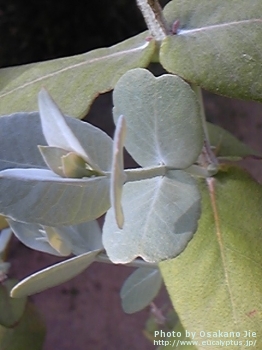 Eucalyptus globulus ssp. globulus