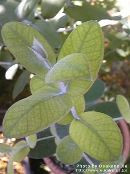 Eucalyptus globulus ssp. globulus