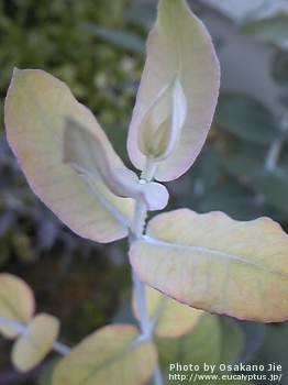 Eucalyptus globulus ssp. globulus