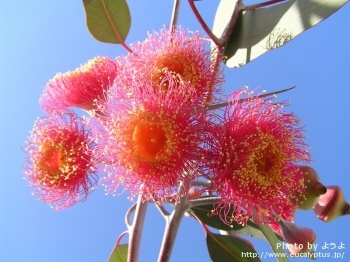 Eucalyptus caesia ssp. magna