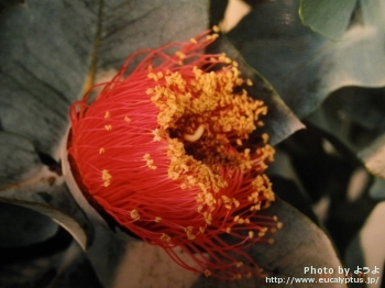 Eucalyptus macrocarpa ssp. macrocarpa