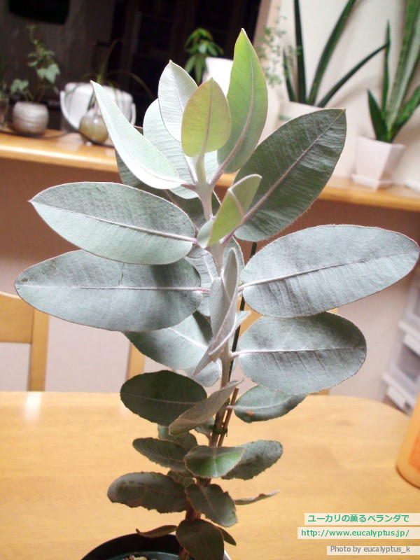 ユーカリの薫るベランダで ユーカリ紹介 ユーカリ プレウロカルパ Eucalyptus Pleurocarpa