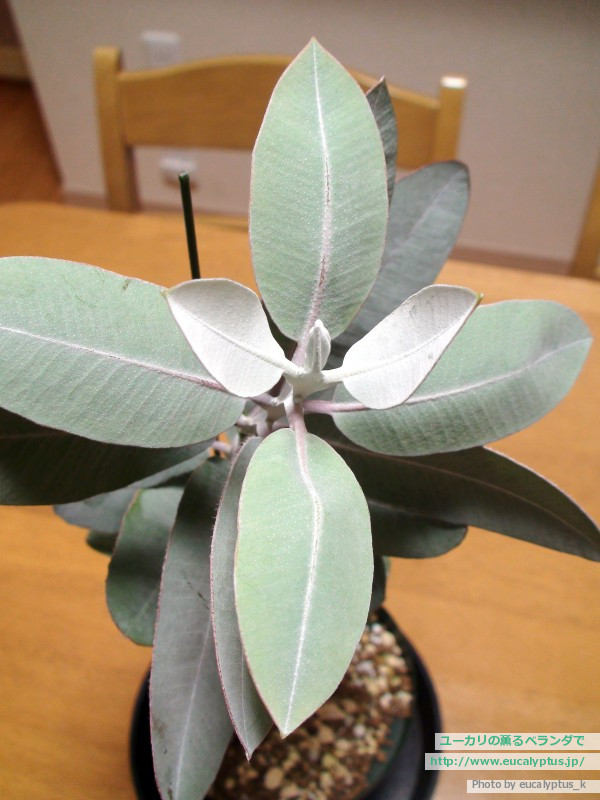 ユーカリの薫るベランダで ユーカリ紹介 ユーカリ プレウロカルパ Eucalyptus Pleurocarpa