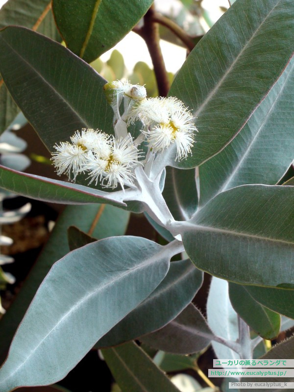 ユーカリの薫るベランダで ユーカリ紹介 ユーカリ プレウロカルパ Eucalyptus Pleurocarpa